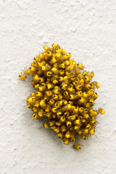 Gran pila de pequeñas arañas jóvenes amarillas en la telaraña un fondo gris claro — Foto de Stock