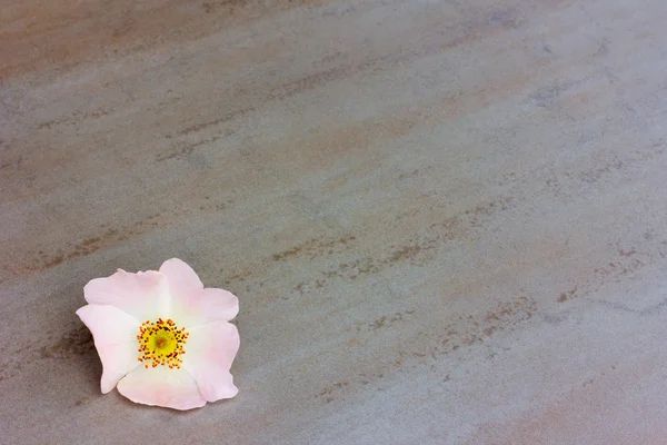 Lone pink flower wild rose on a gray background, with space for posting information — Stock Photo, Image