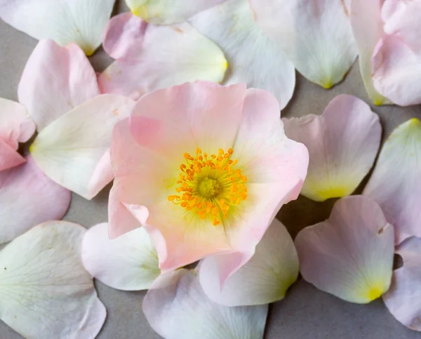 Różowy kwiat róży dzikiej przeciwko poległych płatki — Zdjęcie stockowe