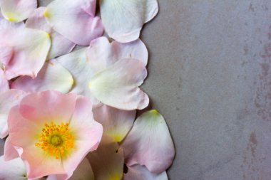 metin için yer ile düşmüş yaprakları karşı pembe yabani gül çiçek.