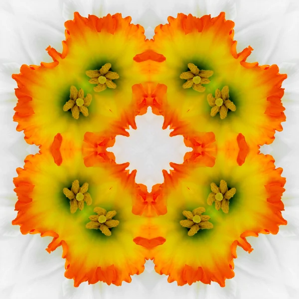 Анотація декоративного малюнка оранжеві квіти на Нарцис ефект калейдоскопа. привітання або обгорткового паперу — стокове фото