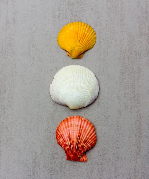 Tres conchas marinas multicolores molusco de almeja sobre un fondo gris primer plano, vista superior — Foto de Stock