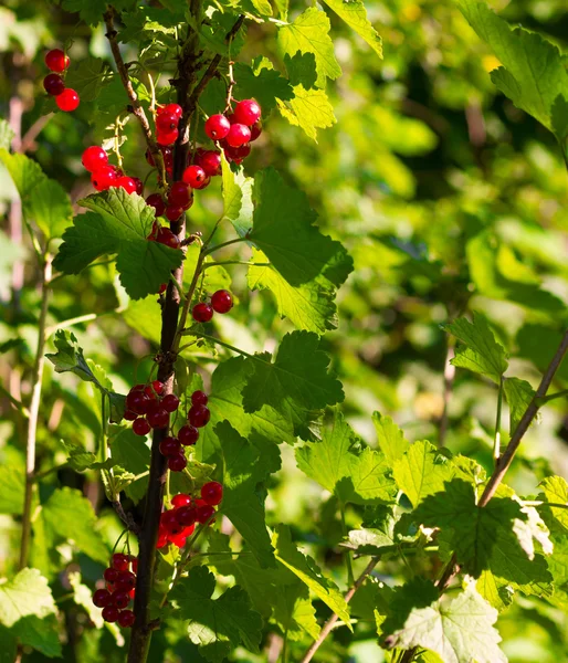 С ягодами красной смородины ветви летний солнечный день — стоковое фото
