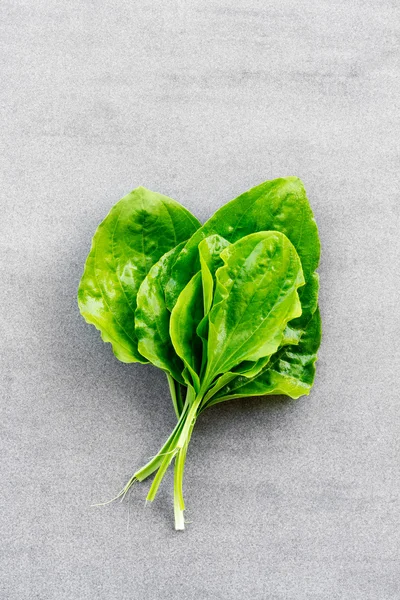 Verse gewassen groene bladeren van weegbree (Plantago major) medicinale plant op een grijze achtergrond — Stockfoto