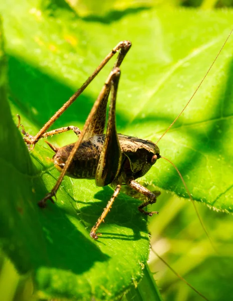 Nematocera sauterelle sur les feuilles vertes en été ensoleillé jour. focus sélectif — Photo