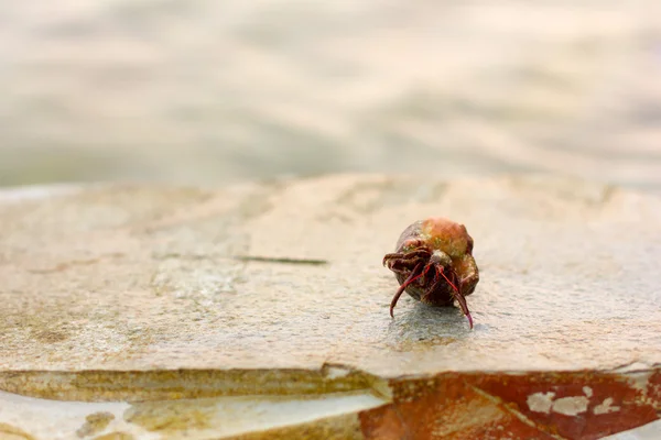 Ermite cancéreuse dans une coquille sur un rocher contre la mer, foyer sélectif — Photo