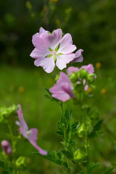 Fiore rosa delicato (lavatera Turingia). Piante medicinali, mellifere e ornamentali — Foto Stock