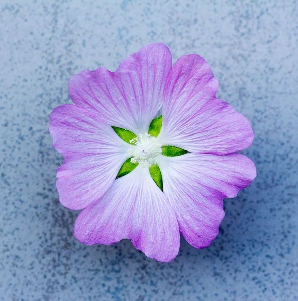 Fiore (lavatera Turingia) colore ametista su sfondo blu. profondità di campo poco profonda — Foto Stock