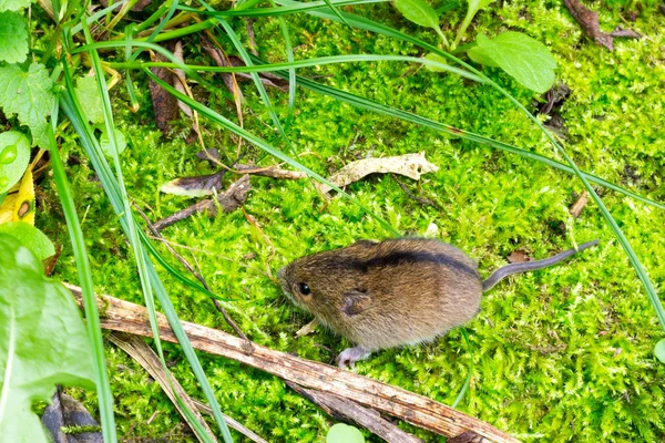 Lesní bříza myš (Sicista se) malé v jeho přirozeném prostředí — Stock fotografie