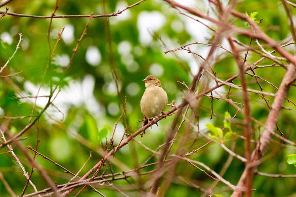 Sperlingsvogel sitzt auf einem Ast — Stockfoto