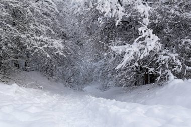 Bir kış sabahı karla kaplı orman yolu