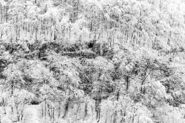 Bir kış sabahı, karlı bir ormanda siyah beyaz bir fotoğraf.