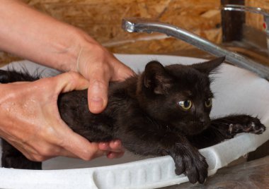 a woman holds a small black frightened kitten in her hands and is about to bathe it, while the kitten tries to run away clipart