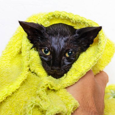Siyah, korkmuş, ıslak kedi yavrusu banyo üstüne havluyla silindi.