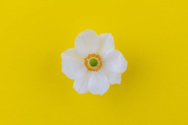 Sarı arka plan görünümlü sonbahar çiçeği 'Andrea Atkinson' (Anemone japonica)