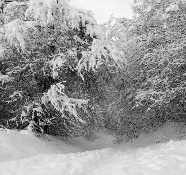 冬日清晨白雪覆盖的森林小径 黑白照片 — 图库照片