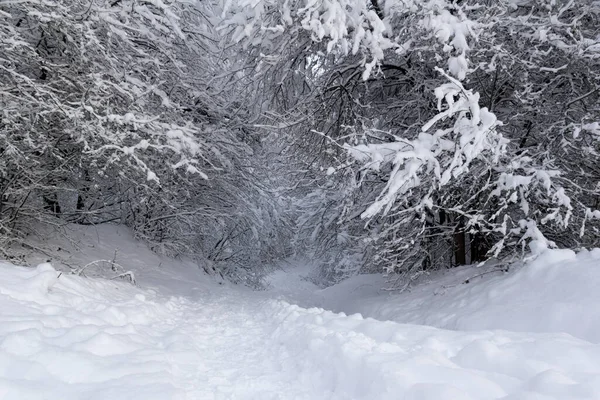 冬日清晨白雪覆盖的森林小径 — 图库照片