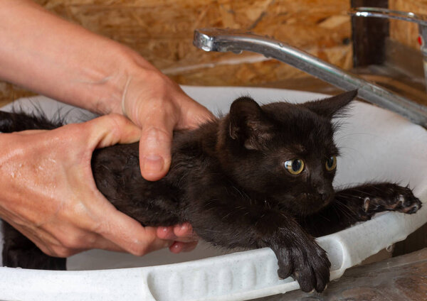 a woman holds a small black frightened kitten in her hands and is about to bathe it, while the kitten tries to run away