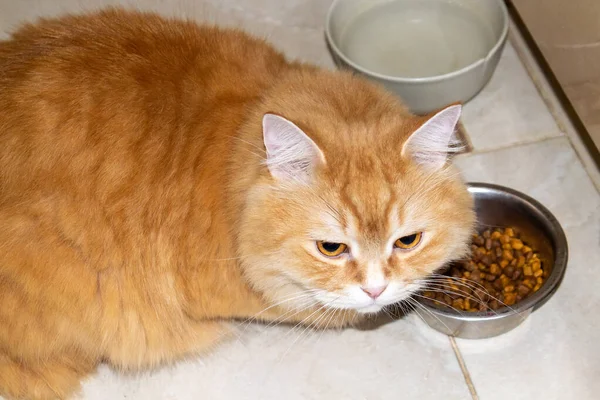 Jengibre Grande Gato Comer Seco Gato Comida —  Fotos de Stock