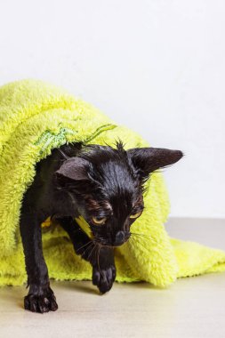 Yeşil havluyla banyo yapan üzgün siyah kedi yavrusu. Yaklaş.