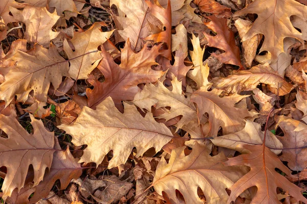 Brown Dry Autumn Fallen Sycamore Leaves Close — Stock Photo, Image