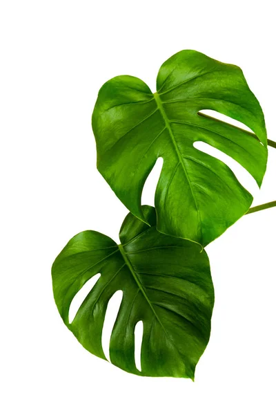 Gröna Blad Tropisk Monstera Växt Isolerad Vit Bakgrund — Stockfoto