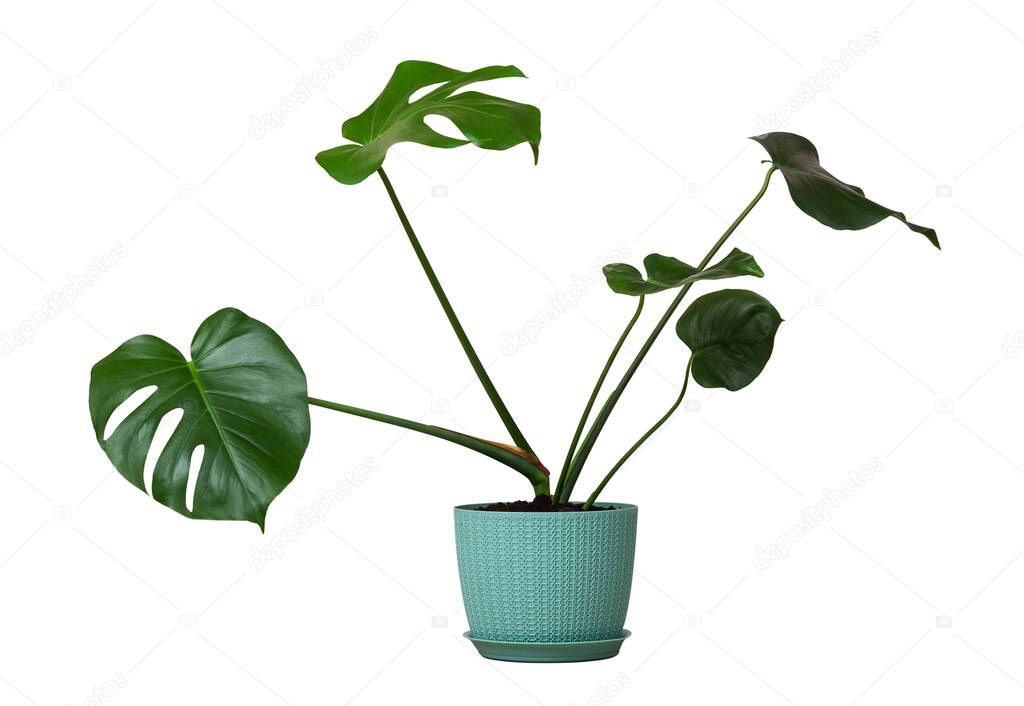 tropical monstera plant with green leaves in a flower pot isolated on a white background