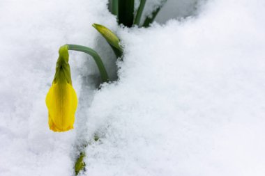 Narcissus çiçeğinin sarı tomurcuğu kar yığınından sarkar.