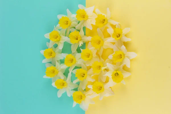 Fundo Mola Com Botões Flores Amarelo Narciso Fundo Amarelo Azul — Fotografia de Stock