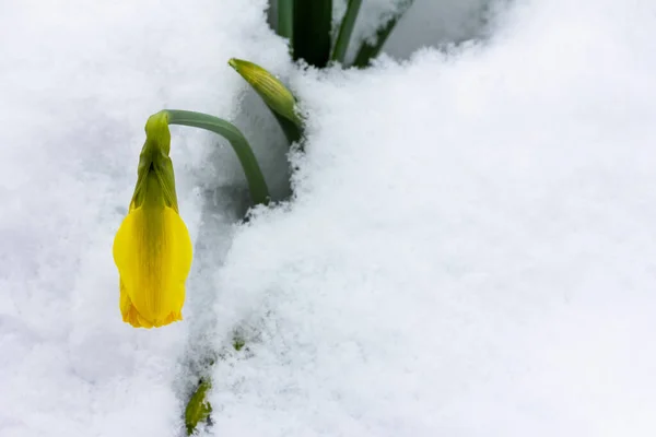 Gul Knopp Narcissus Blomma Sticker Snödriva — Stockfoto