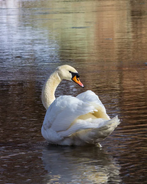 Lone White Swan River — Stock Photo, Image