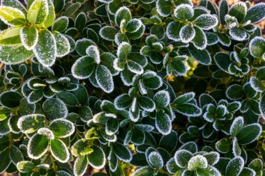 Buzla kaplı yeşil yapraklı boxwood dalları.