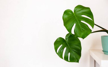 Çiçek saksısında tropik canavar bitkisi. Masanın üzerinde beyaz bir duvara karşı.