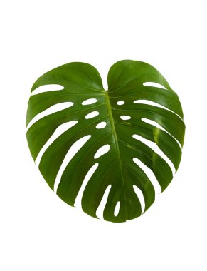 Beyaz arka planda izole edilmiş tropikal canavar bitkisinin yeşil yaprağı