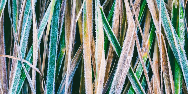 background texture with grass covered with frost