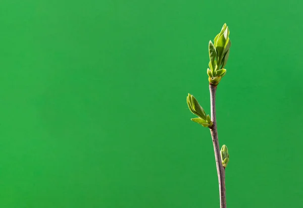 Yeşil Arka Planda Yeşil Yapraklı Bir Dal Bir Kopya Alanı — Stok fotoğraf