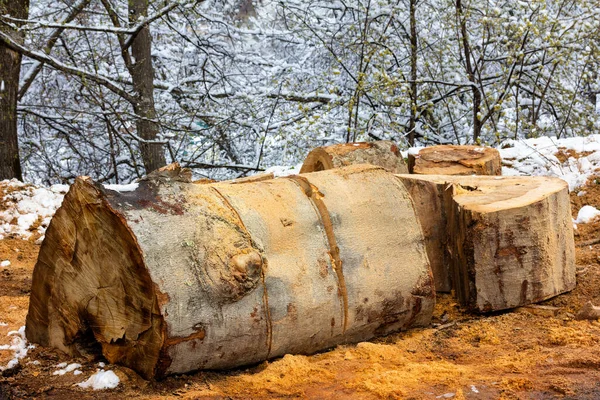 Aserrado Trozos Madera Haya — Foto de Stock