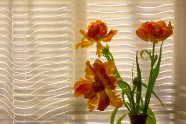 Bir vazo içinde sarı-turuncu laleler buketi pencere kenarındaki arka planda fotokopi alanı olan beyaz perdeli, seçici odak noktası olan bir vazo.