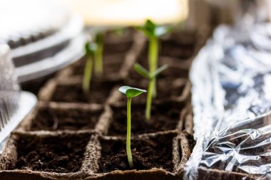Pencere kenarında biyolojik olarak bozunabilir saksılarda salatalık fideleri, küçük bir alan derinliği