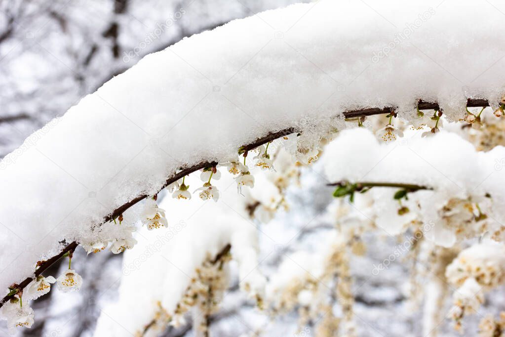 flowering branches of a fruit tree in the snow