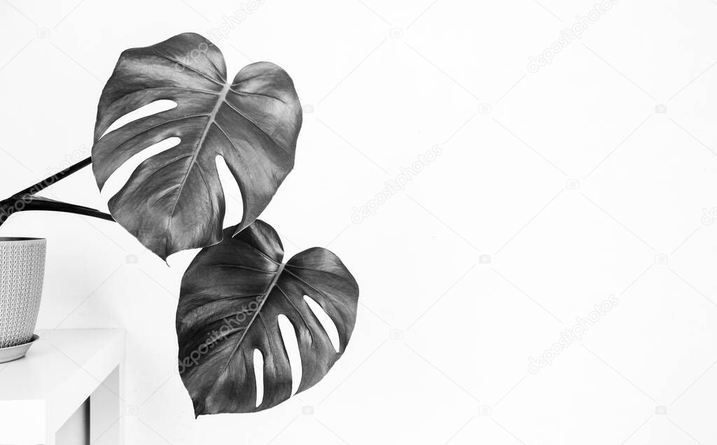 tropical monstera plant in a flower pot on a table against a white wall with a copy space, black and white photo