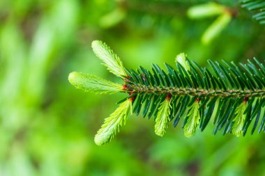 Genç yeşil filizlenir ladin dalının tepesinde