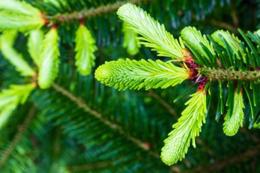 Genç yeşil filizlenir ladin dalında Yakından