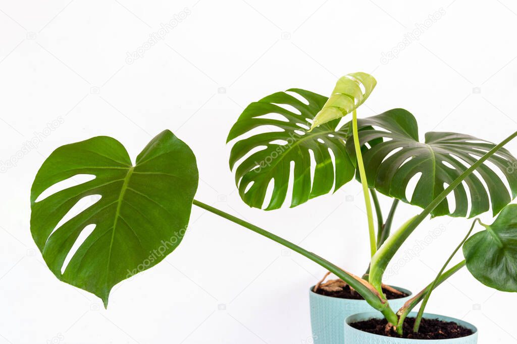green tropical monstera plant in a flower pot against a white wall close-up