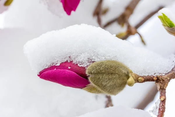 Brote Flor Magnolia Floreciente Cubierto Nieve Cerca — Foto de Stock