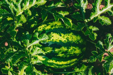 Yeşil yapraklardan oluşan bir yatakta olgun çizgili karpuz.