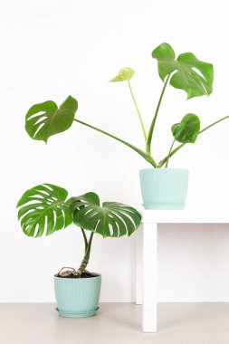 yeşil tropikal canavarlar çiçek saksılarında beyaz bir duvara yaslanırlar.