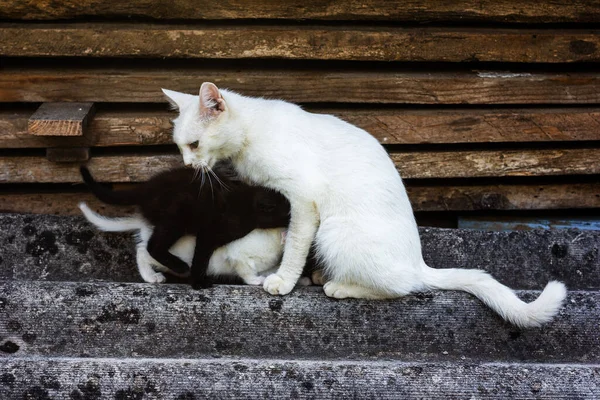 White Cat Feeds Black White Kittens — Stock Photo, Image