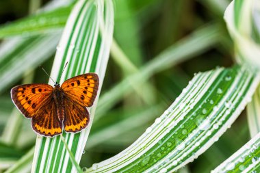 Yağmurdan sonra bir yaz günü bahçedeki yeşil falaris çimlerinin üzerinde çift gözlü olmayan kelebek (Lycaena dispar).