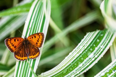 multi-eyed unpaired butterfly (Lycaena dispar) on the green grass of falaris in the garden on a summer day after rain, top view clipart